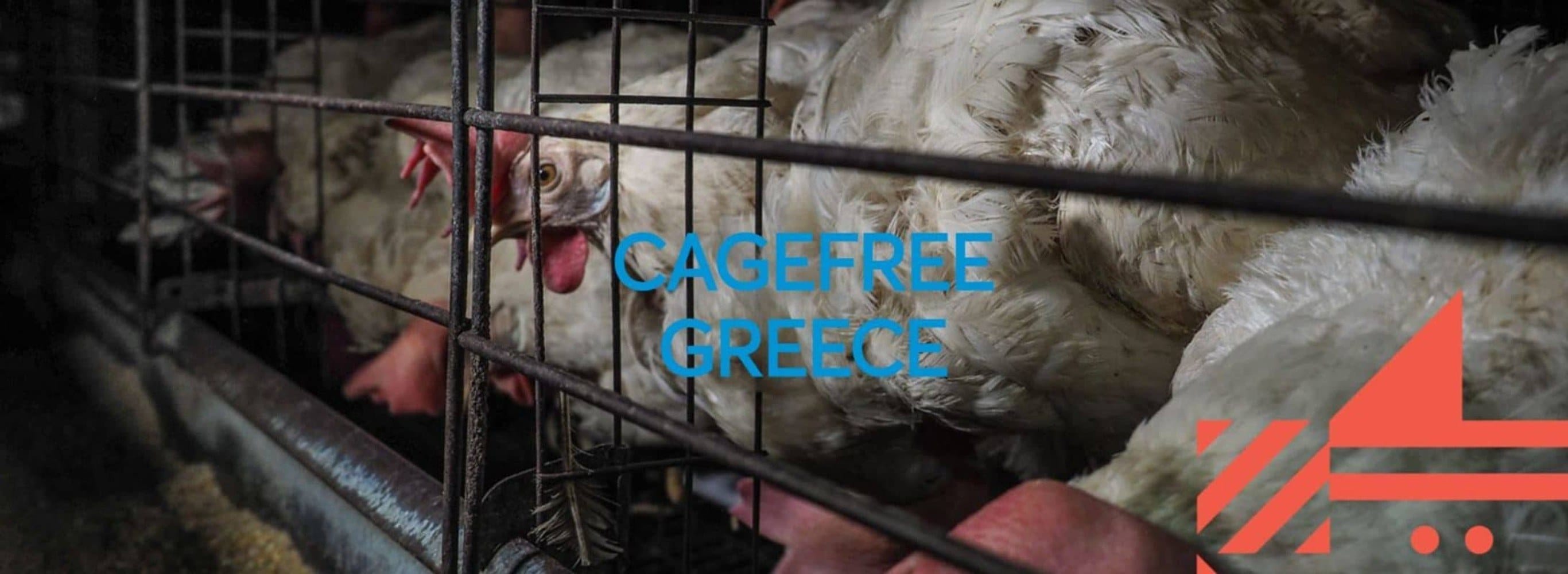 Featured image for H εταιρία Ε.Ι. Παπαδόπουλος Α.Ε. χρησιμοποιεί αποκλειστικά  cage-free αυγά!
